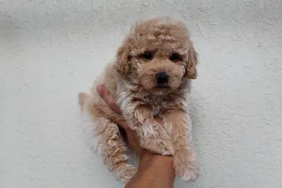 Small apricot toy poodle puppy — friendly, healthy