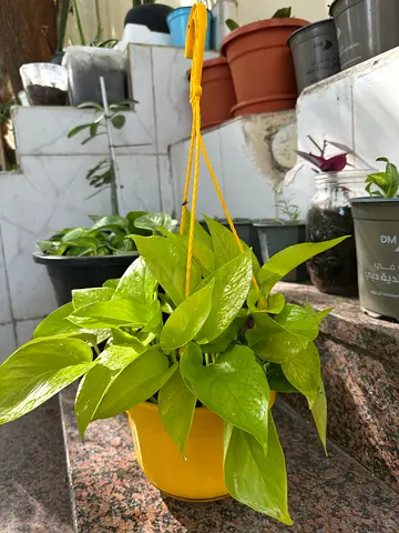 Neon Pothos - Golden pothos + Hanging Pot