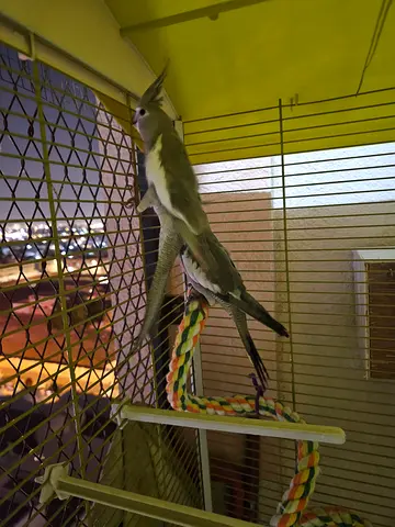 Hand-raised Cockatiel with Cage Accessories