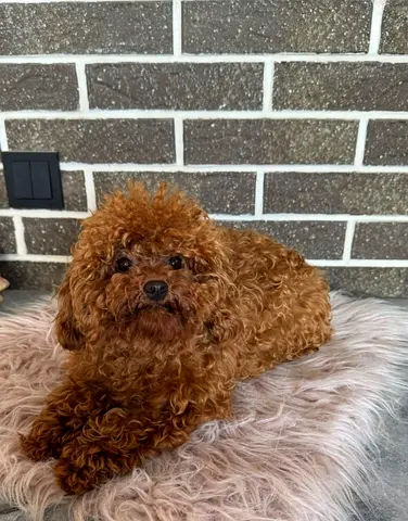 Cute puppy is looking for a new home