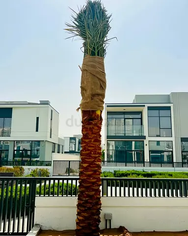 “Premium Date Palm Trees for Sale – Delivery  Plantation Available 🌴”