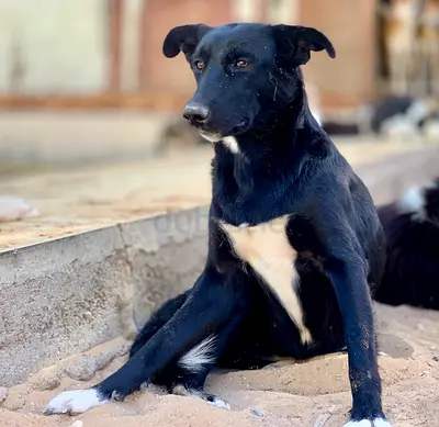 ⭐ Labrador mix and her puppy ⭐ (3 ½ months old) ready to leave for its new home. ️