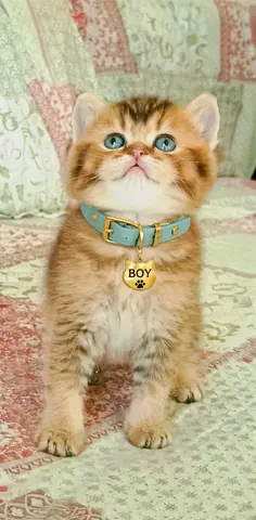 British chinchilla ny11 male kitten beautifully