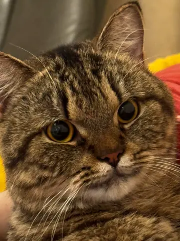 “DSH cat for rehoming