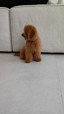 Young fluffy brown poodle puppy ready for a new home