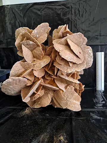 Desert Sand Roses 17 cm hight. + 5 small pieces