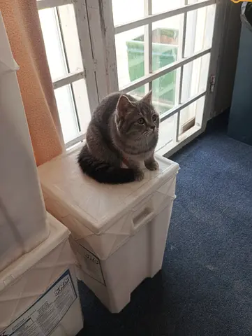 Young grey tabby kitten — friendly, ready for a home