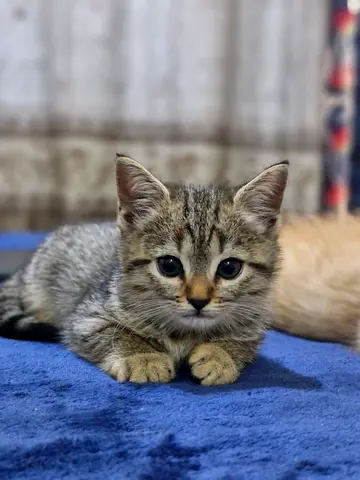 Kitten