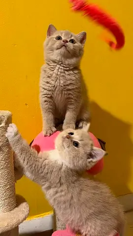 British shorthair kittens