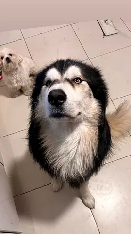 Abandoned dog for adoption