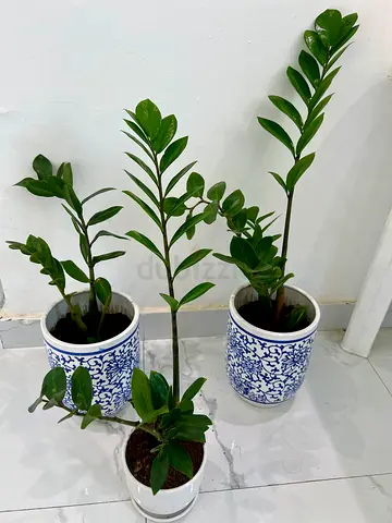 3 pcs. ZZ Plant (Premium)