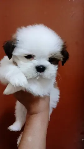 Toy shih tzu puppy