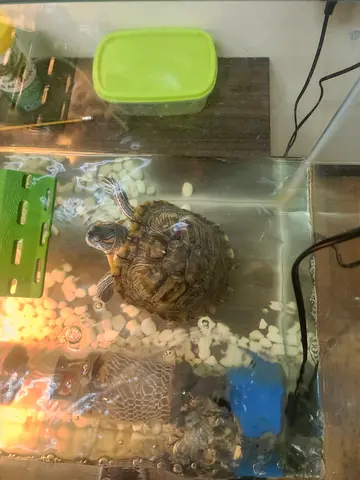 Turtle with Full Aquarium Setup – Ready to Use