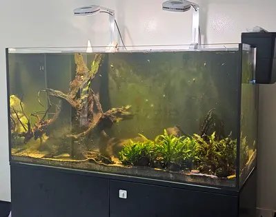 Fish aquarium
