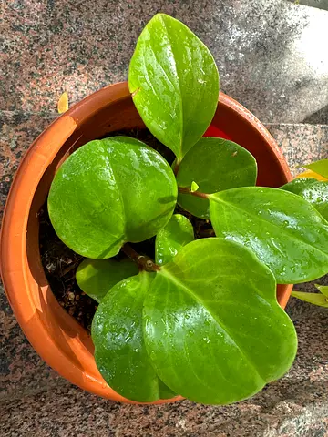 Baby Rubber Plant + New pot  Pot tray - For Sale