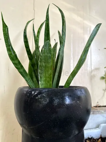 Sansevieria plant - Snake plant