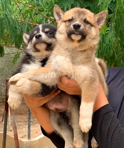 ⭐ Shiba Inu puppy ⭐ 2 months old, ready to leave for its new home