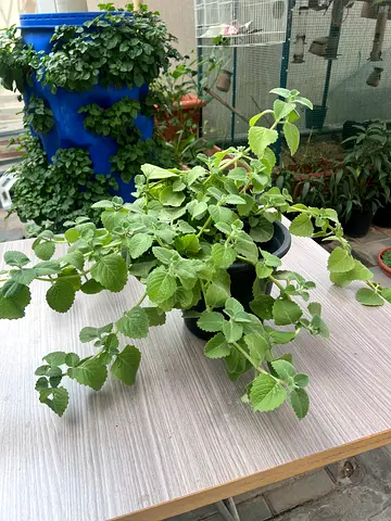 Oregano Plant (panikoorka )