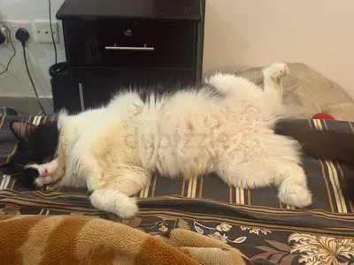 Cat for free adoption with accessories