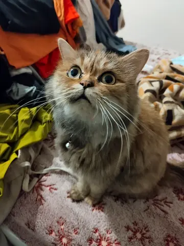 Friendly long-haired female cat looking for new home