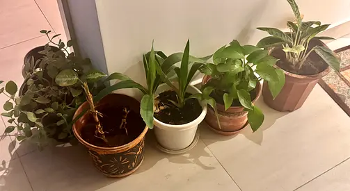 Plants