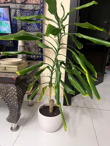 Indoor plant Dracaena with ceramic pot