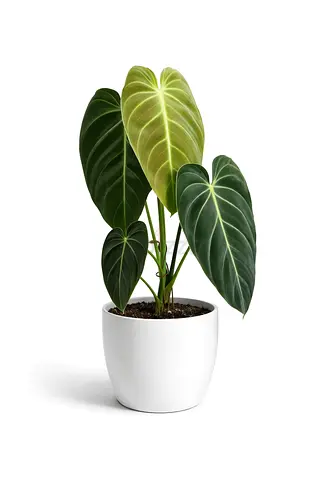 Philodendron Melanochrysum – Rare Velvet Leaf Indoor Plant (70–80cm)