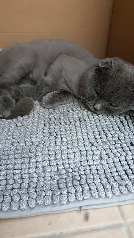 Free adoption Scottish Fold- male