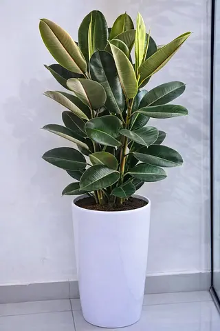 Indoor Plants