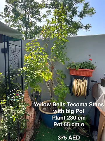 Yellow Bells Tecoma Stans with pot