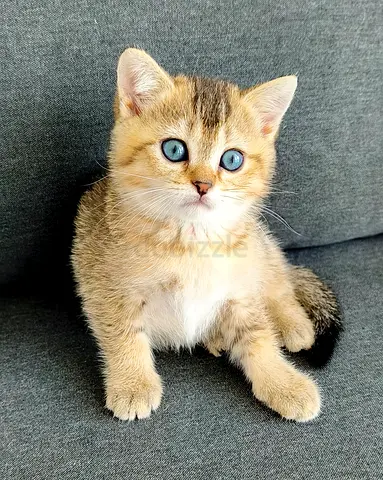 Adorable Pure British Shorthair Ny Kittens