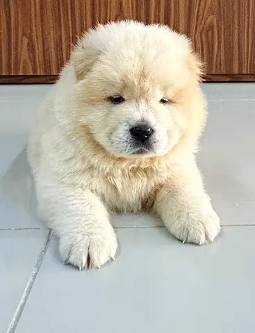 Adorable Chow Chow Puppy for Adoption
