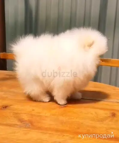 Adorable 4-Month-Old Male Pomeranian Seeks a Loving Home