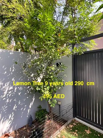 Lemon tree