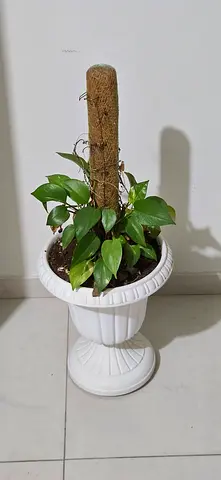 Indoor Money Plant in White Decorative Pot (with Moss Pole)
