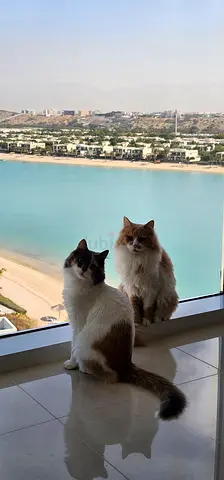 URGENT: Bonded Persian Mix Cats for Adoption 🐾