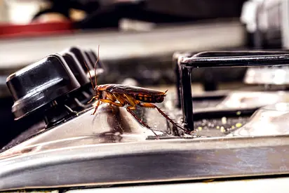 Cockroaches doesnt belongs to your home