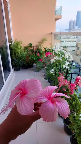 Indoor  Balcony Plants Bundle – Ready Setup