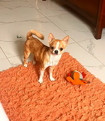 Chihuahua 11 month puppy