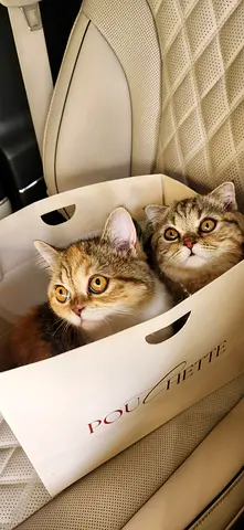 Scottish Fold and British Short-Hair Female Sisters