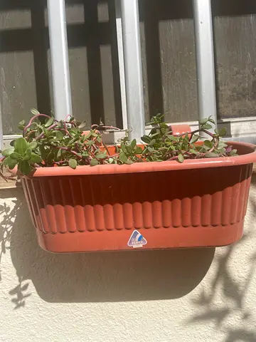 Balcony hanging Plant pot
