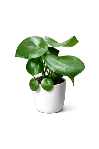Peperomia Polybotrya “Raindrop” – 25–35 cm | Holland | AED 75