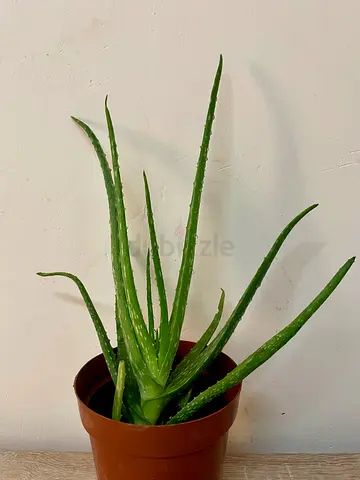 Aloe vera