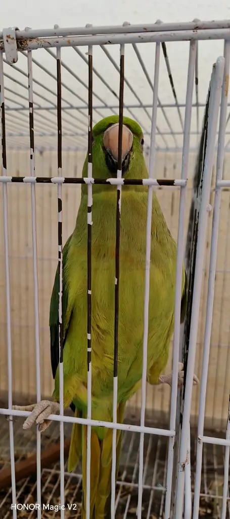 DPV_View_Image_1