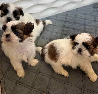 Shih Tzu Puppies Ready for Adoption — Healthy  Playful