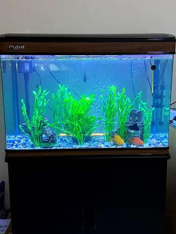Fish aquarium