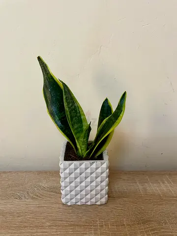 Sansevieria small