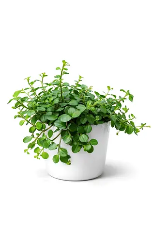 Peperomia Rotundifolia “Hope” (Trailing Jade Plant) – 30–40cm | Origin: Holland | AED 85