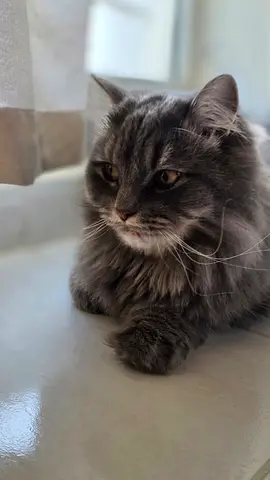 Found him in Musaffah