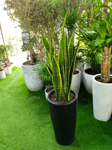 Snake plant